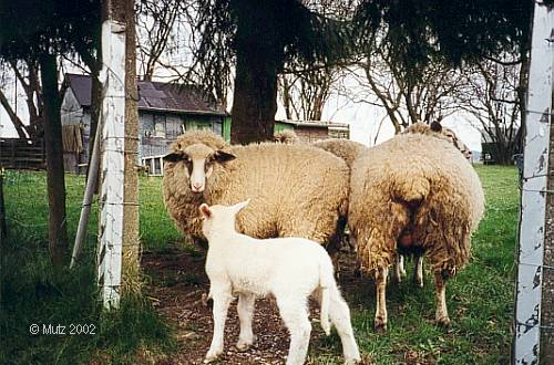 Schmachtenberg, Schafe